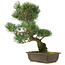Pinus parviflora, 42,5 cm, ± 25 jaar oud
