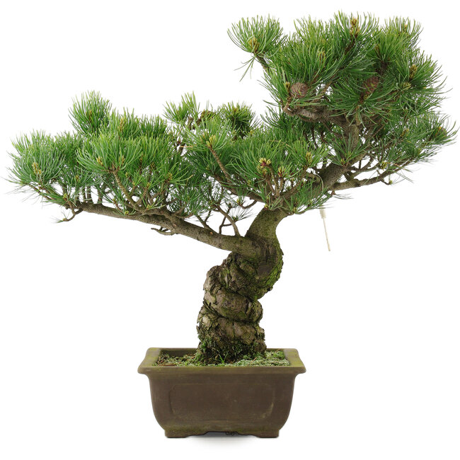 Pinus parviflora, 42,5 cm, ± 25 anni