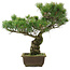 Pinus parviflora, 42,5 cm, ± 25 jaar oud
