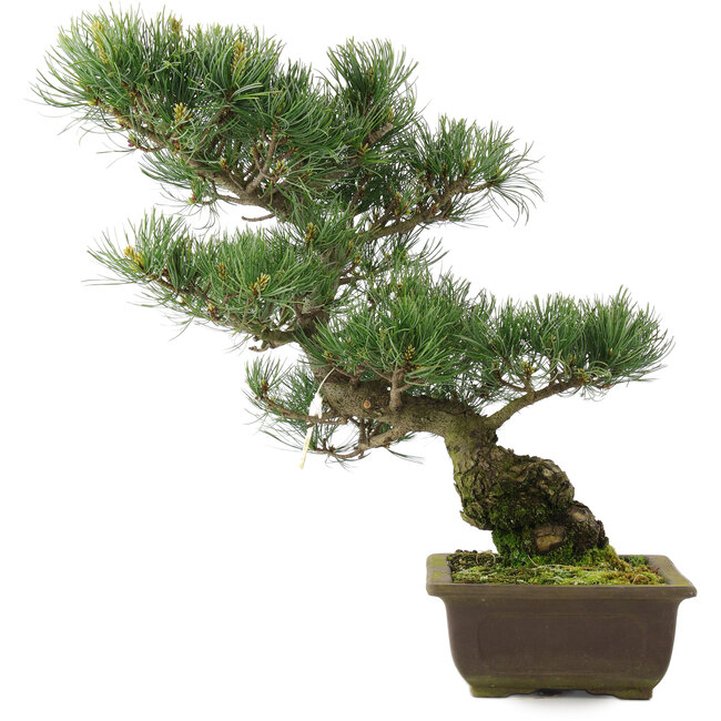 Pinus parviflora, 42,5 cm, ± 25 anni
