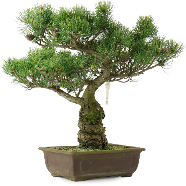 Pinus parviflora, 42,5 cm, ± 25 ans