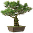 Pinus parviflora, 42,5 cm, ± 25 jaar oud
