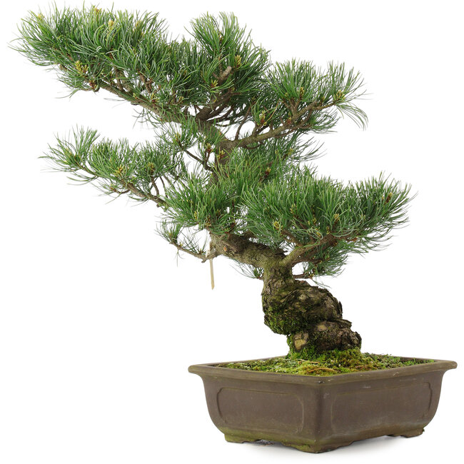 Pinus parviflora, 42,5 cm, ± 25 Jahre alt