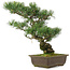 Pinus parviflora, 42,5 cm, ± 25 jaar oud