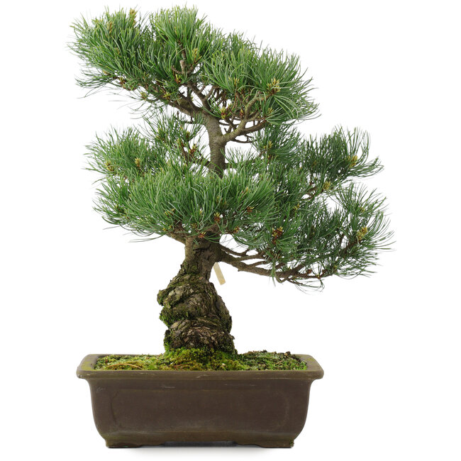 Pinus parviflora, 42,5 cm, ± 25 anni