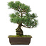 Pinus parviflora, 42,5 cm, ± 25 jaar oud