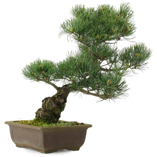 Pinus parviflora, 42,5 cm, ± 25 anni