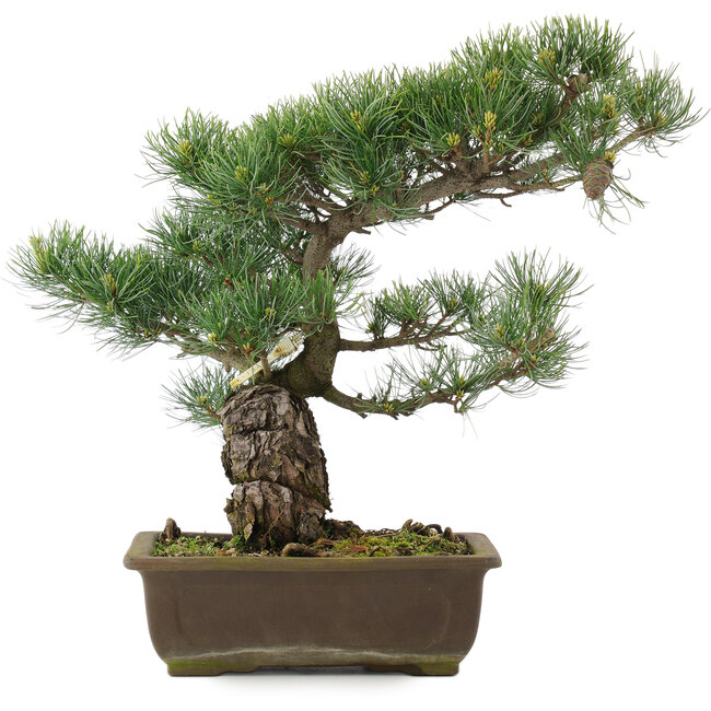 Pinus parviflora, 37,5 cm, ± 25 jaar oud