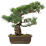 Pinus parviflora, 37,5 cm, ± 25 años
