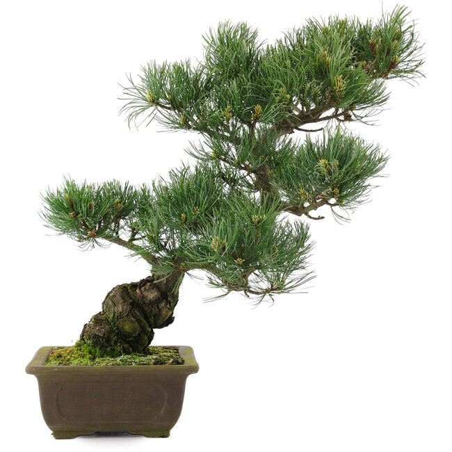 Pinus parviflora, 42,5 cm, ± 25 ans
