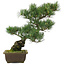 Pinus parviflora, 42,5 cm, ± 25 jaar oud