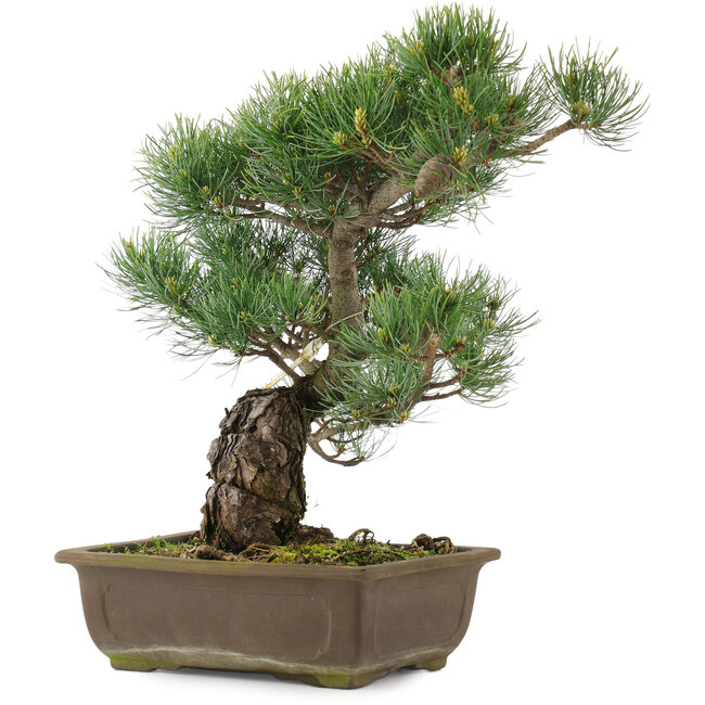 Pinus parviflora, 37,5 cm, ± 25 ans