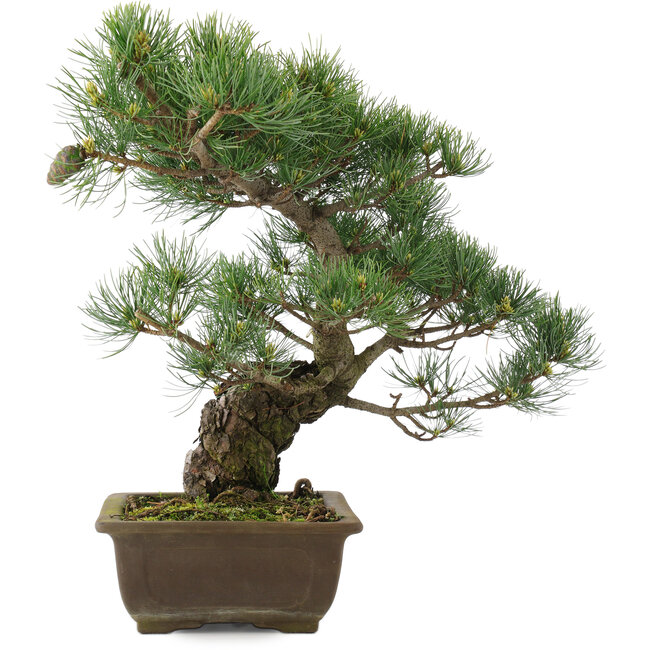 Pinus parviflora, 37,5 cm, ± 25 Jahre alt