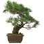 Pinus parviflora, 37,5 cm, ± 25 jaar oud