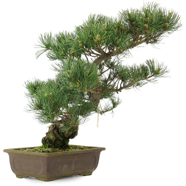 Pinus parviflora, 42,5 cm, ± 25 years old