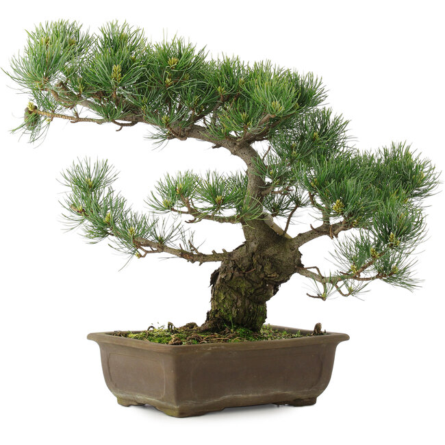 Pinus parviflora, 37,5 cm, ± 25 años