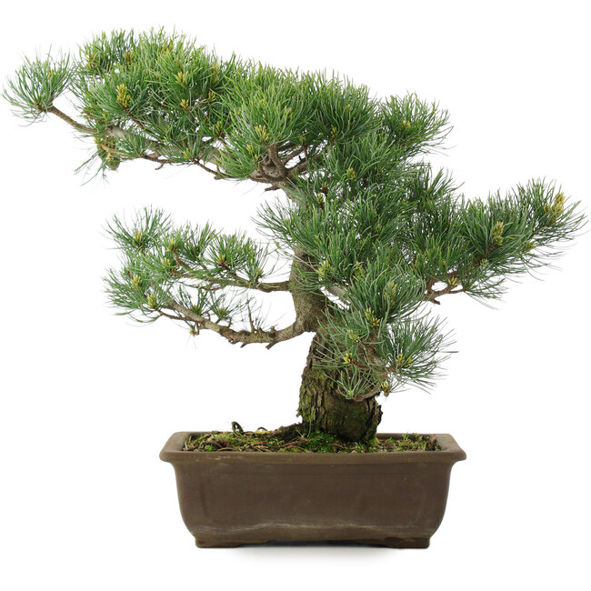 Pinus parviflora, 37,5 cm, ± 25 años