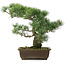 Pinus parviflora, 37,5 cm, ± 25 jaar oud