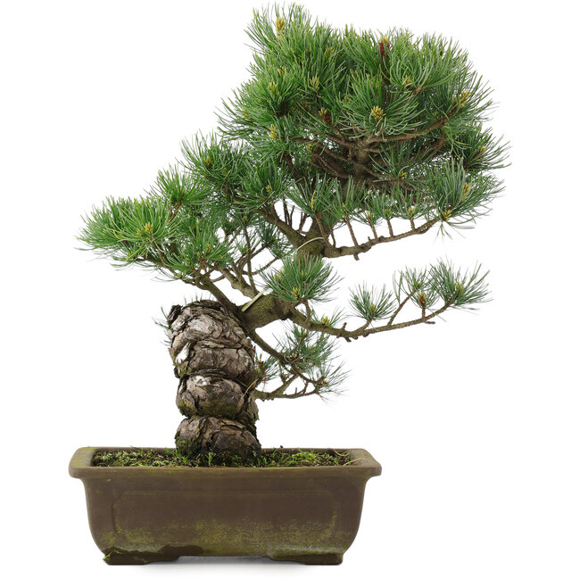 Pinus parviflora, 40 cm, ± 25 jaar oud