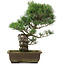 Pinus parviflora, 40 cm, ± 25 jaar oud