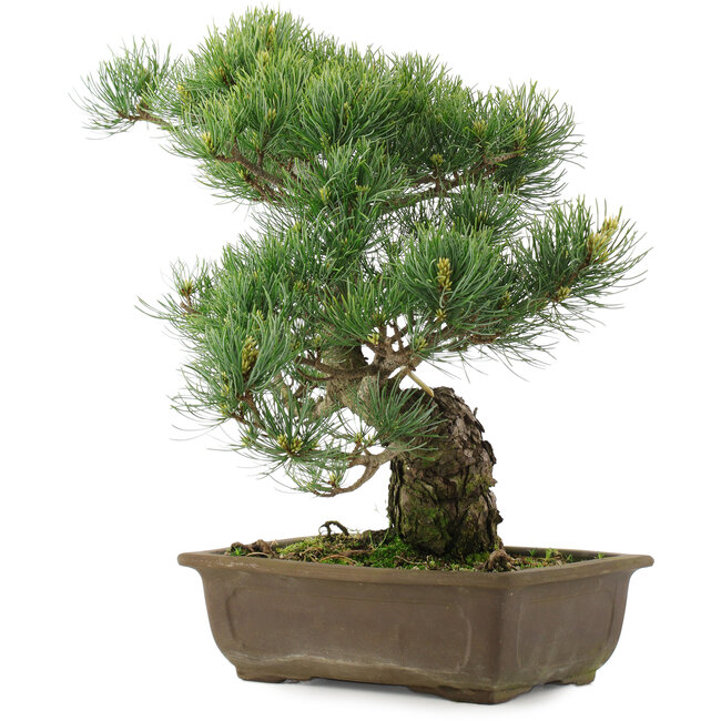 Pinus parviflora, 37,5 cm, ± 25 years old