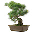 Pinus parviflora, 37,5 cm, ± 25 years old
