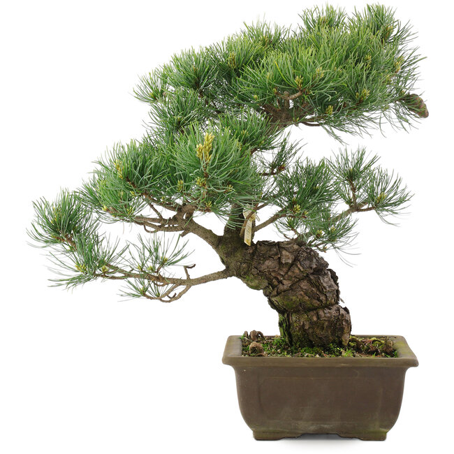 Pinus parviflora, 37,5 cm, ± 25 jaar oud