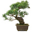 Pinus parviflora, 37,5 cm, ± 25 jaar oud