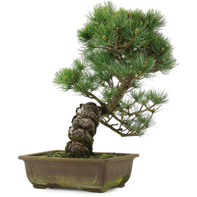 Pinus parviflora, 40 cm, ± 25 Jahre alt
