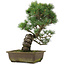 Pinus parviflora, 40 cm, ± 25 jaar oud