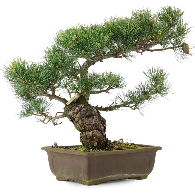 Pinus parviflora, 37,5 cm, ± 25 ans