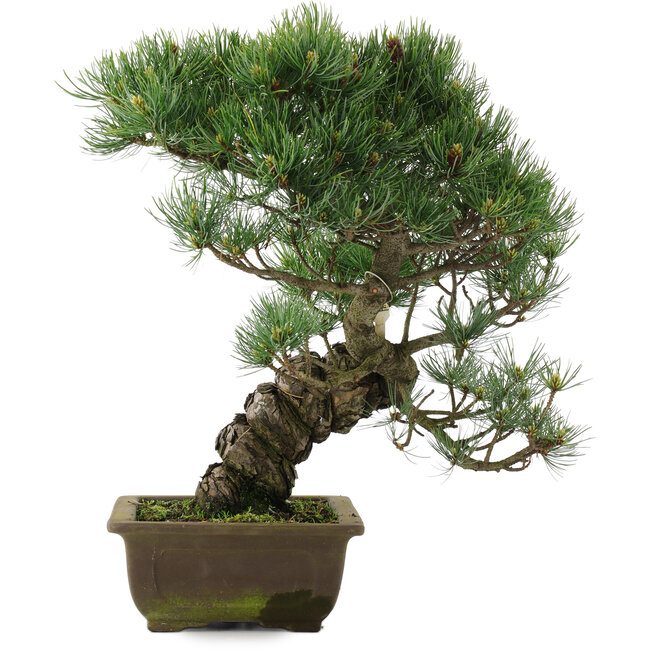 Pinus parviflora, 40 cm, ± 25 years old