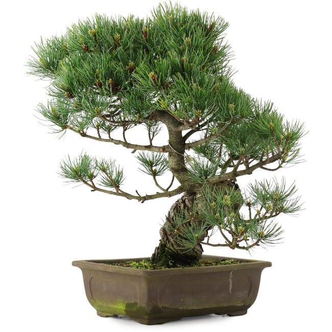 Pinus parviflora, 40 cm, ± 25 Jahre alt