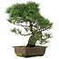 Pinus parviflora, 40 cm, ± 25 jaar oud