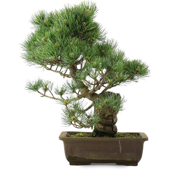 Pinus parviflora, 40 cm, ± 25 ans