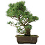 Pinus parviflora, 40 cm, ± 25 jaar oud