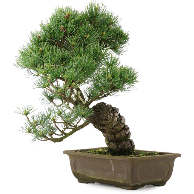 Pinus parviflora, 40 cm, ± 25 years old