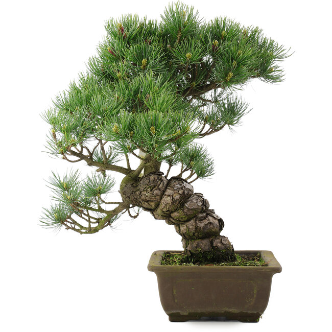 Pinus parviflora, 40 cm, ± 25 years old