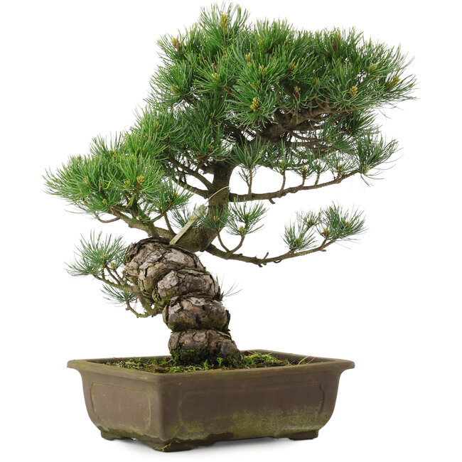 Pinus parviflora, 40 cm, ± 25 años