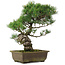 Pinus parviflora, 40 cm, ± 25 jaar oud