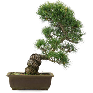 Pinus parviflora, 43,5 cm, ± 25 jaar oud