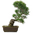 Pinus parviflora, 43,5 cm, ± 25 jaar oud