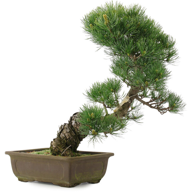 Pinus parviflora, 43,5 cm, ± 25 years old