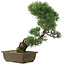 Pinus parviflora, 43,5 cm, ± 25 jaar oud