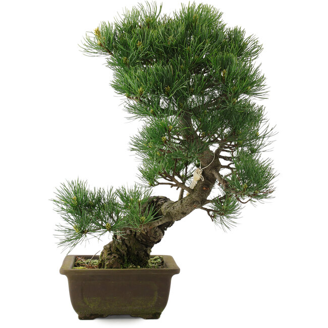 Pinus parviflora, 43,5 cm, ± 25 jaar oud