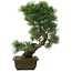 Pinus parviflora, 43,5 cm, ± 25 jaar oud
