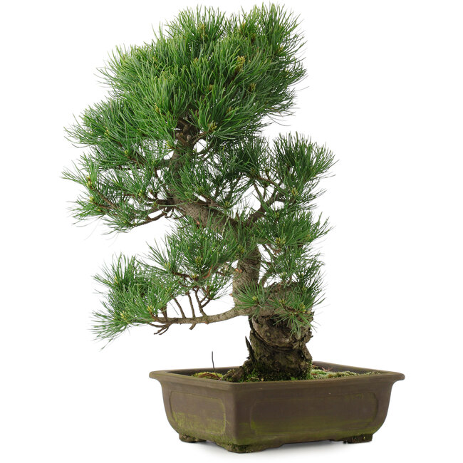 Pinus parviflora, 43,5 cm, ± 25 ans