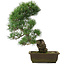 Pinus parviflora, 43,5 cm, ± 25 jaar oud