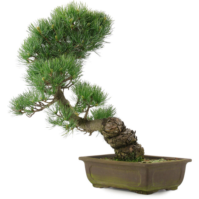 Pinus parviflora, 43,5 cm, ± 25 ans