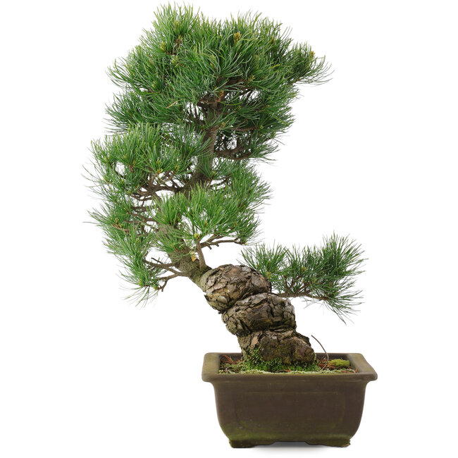 Pinus parviflora, 43,5 cm, ± 25 ans
